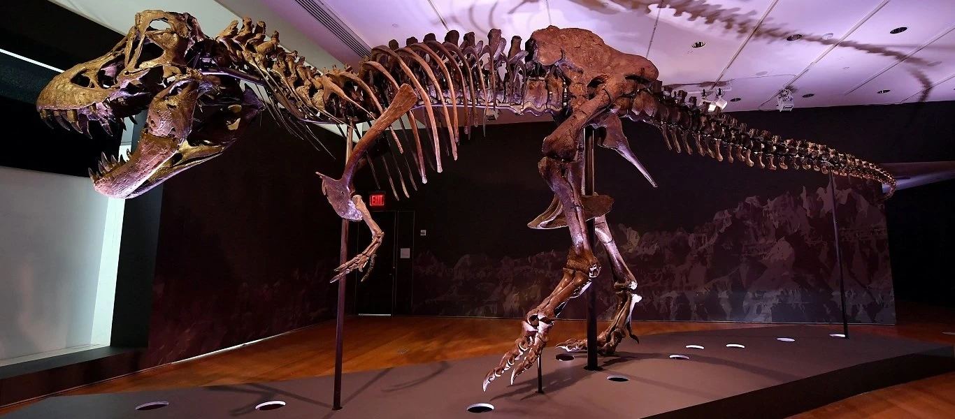 Δημοπρατείται τυραννόσαυρος ρεξ ηλικίας 67 εκατομμυρίων ετών - Τον λένε «Σταν» κι έχει μήκος 12 μέτρα